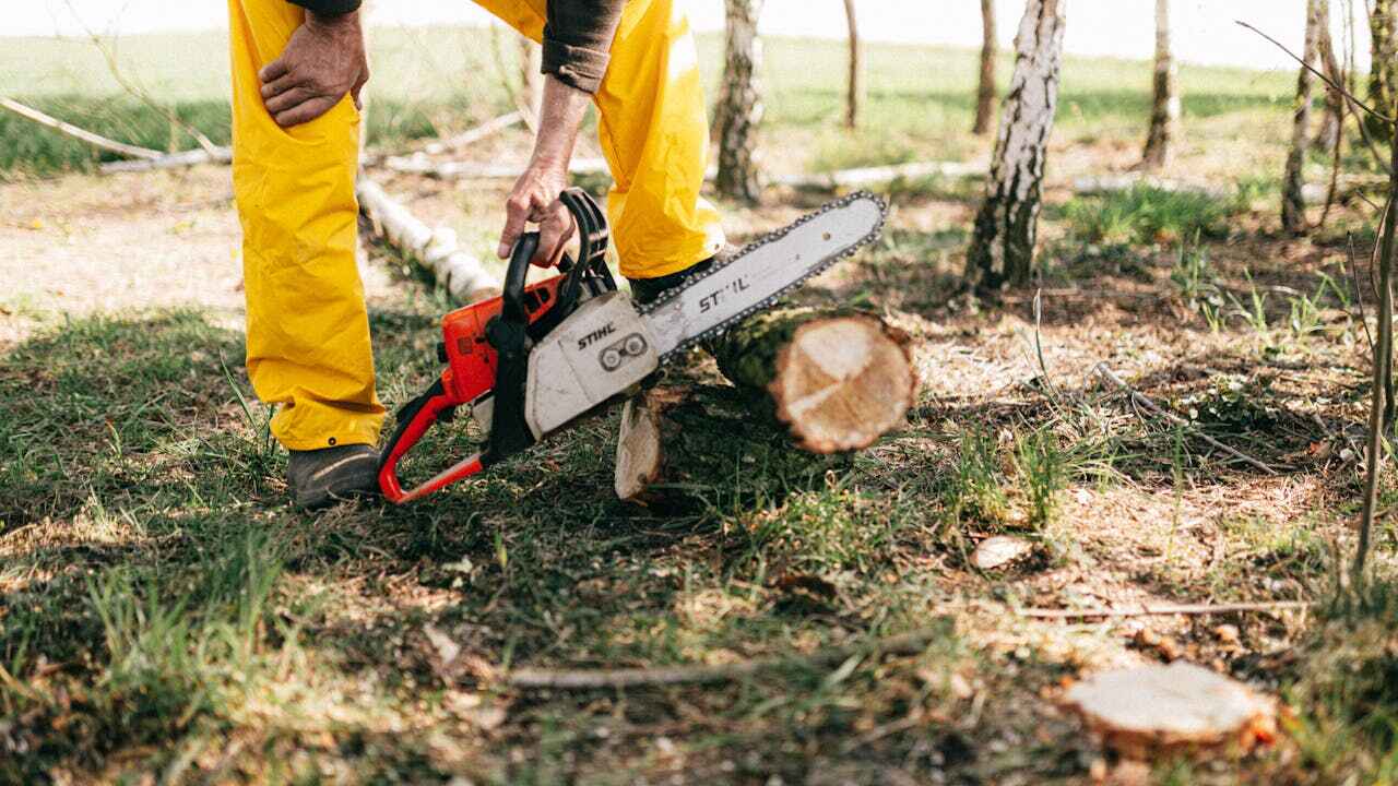 Tree Root Removal in Maplewood, MN